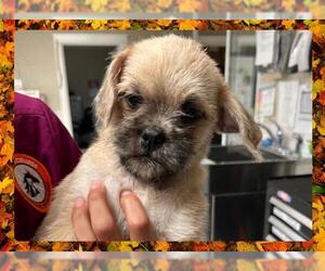 Pug Dogs for adoption in Ojai, CA, USA