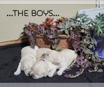 Small Photo #2 Golden Retriever Puppy For Sale in EL CAMPO, TX, USA