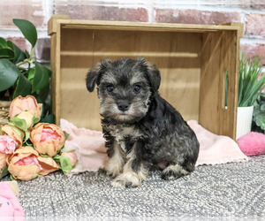 Schnauzer (Miniature) Puppy for sale in SYRACUSE, IN, USA