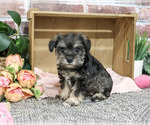 Small Schnauzer (Miniature)