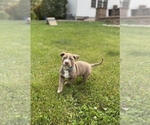 Small Photo #8 American Bully Puppy For Sale in HILTON, NY, USA