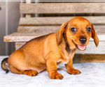 Puppy Claire Dachshund