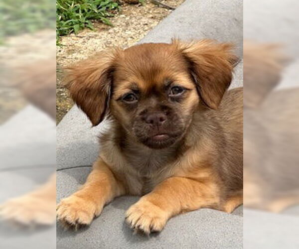 Medium Photo #2 ShiChi Puppy For Sale in Oakhurst, NJ, USA