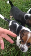 Beagle Puppy for sale in KINGSPORT, TN, USA