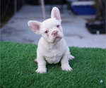 Small #2 French Bulldog