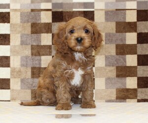 Cavapoo (Miniature) Puppy for sale in DENVER, PA, USA
