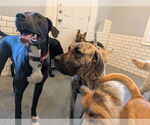 Small #6 Great Dane-Labrador Retriever Mix