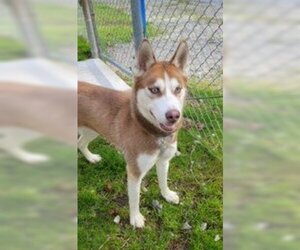 - Mix Dogs for adoption in Rowayton, CT, USA