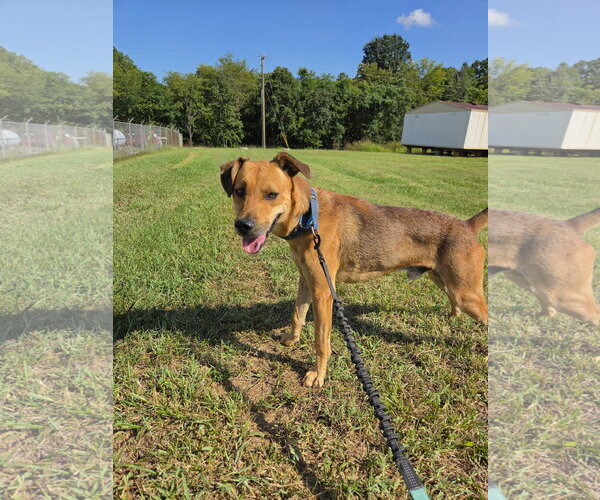 Medium Photo #1 Feist Terrier-Unknown Mix Puppy For Sale in Rustburg, VA, USA