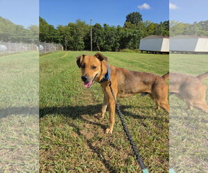 - Mix Dogs for adoption in Rustburg, VA, USA