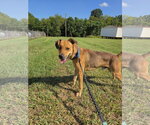Small Feist Terrier Mix