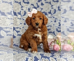 Labradoodle-Poodle (Miniature) Mix Puppy for sale in KIRKWOOD, PA, USA