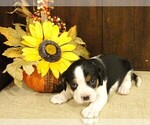 Puppy 6 Cavalier King Charles Spaniel-Jack Russell Terrier Mix