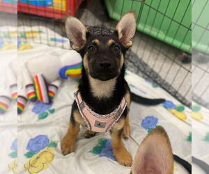 German Shepherd Dog-Unknown Mix Dogs for adoption in Davis, CA, USA