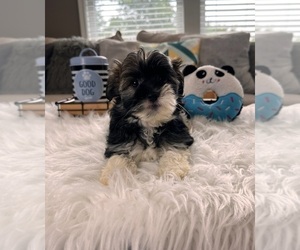 Havanese Puppy for sale in INDIANAPOLIS, IN, USA