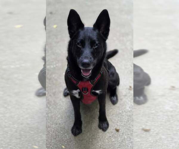 Medium Photo #1 German Shepherd Dog-Unknown Mix Puppy For Sale in Woodsfield, OH, USA