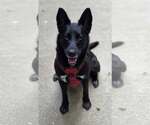 Small German Shepherd Dog Mix