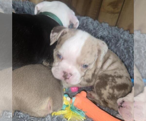 Medium Photo #10 Olde English Bulldogge Puppy For Sale in HAMLER, OH, USA