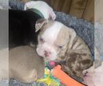 Small Photo #27 Olde English Bulldogge Puppy For Sale in HAMLER, OH, USA