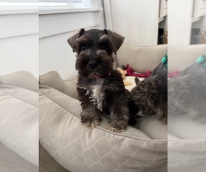 Schnauzer (Miniature) Puppy for sale in WEST PALM BEACH, FL, USA
