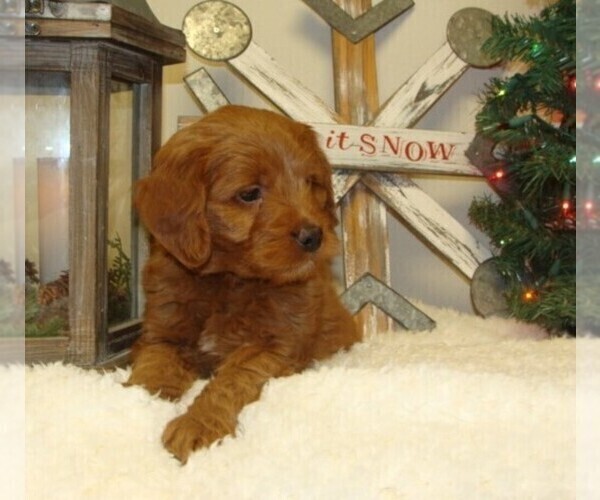 Medium Photo #2 Goldendoodle (Miniature) Puppy For Sale in HULL, IA, USA