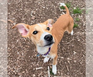 Labrador Retriever-Unknown Mix Dogs for adoption in Waterford, VA, USA
