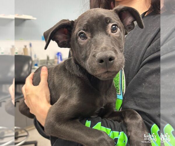 Medium Photo #2 Labrador Retriever-Unknown Mix Puppy For Sale in Washington, DC, USA