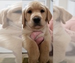 Small #10 Labrador Retriever