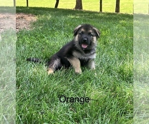 Medium German Shepherd Dog