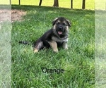 Puppy Orange collar German Shepherd Dog