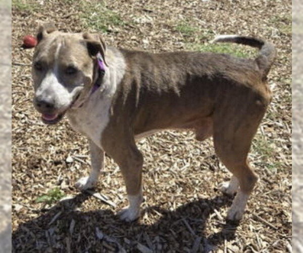 Medium Photo #2 Mutt Puppy For Sale in Rustburg, VA, USA