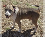 Small Photo #2 Mutt Puppy For Sale in Rustburg, VA, USA