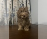 Small #20 Havanese
