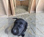 Small Photo #3 Labrador Retriever Puppy For Sale in EDINBURG, VA, USA