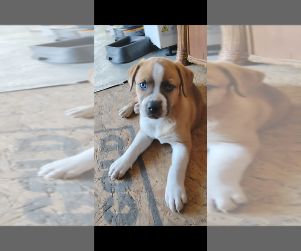 Medium Photo #1 Alaskan Husky-American Foxhound Mix Puppy For Sale in ELM CITY, NC, USA