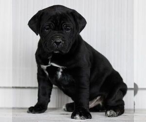 Cane Corso Puppy for sale in LANCASTER, PA, USA