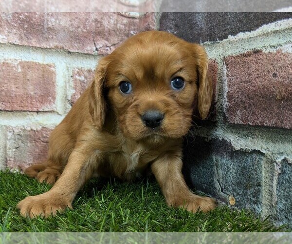 Medium Photo #2 Cavalier King Charles Spaniel Puppy For Sale in MOBERLY, MO, USA