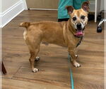 Small Jack Russell Terrier Mix