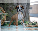 Small Photo #6 Boxer Puppy For Sale in KIRKWOOD, PA, USA