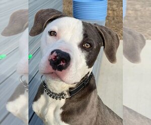 American Pit Bull Terrier-Labrador Retriever Mix Dogs for adoption in Wesley Chapel, SC, USA