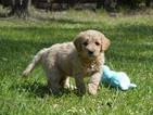 Small Photo #1 Goldendoodle Puppy For Sale in LIVE OAK, FL, USA
