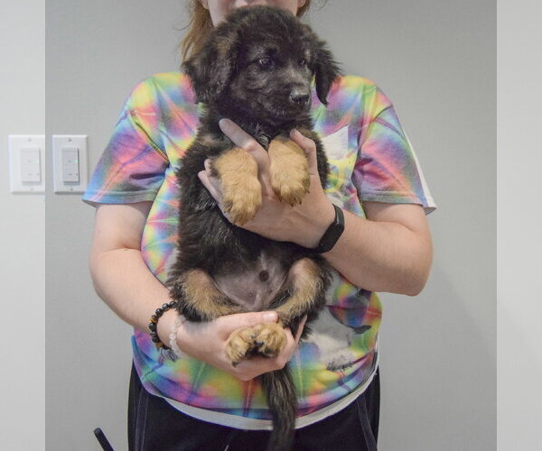 Medium Photo #3 Golden Shepherd Puppy For Sale in Huntley, IL, USA
