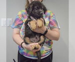 Small #2 Golden Shepherd