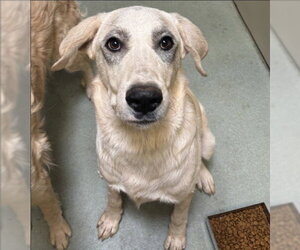 Anatolian Shepherd-Unknown Mix Dogs for adoption in Placerville, CA, USA
