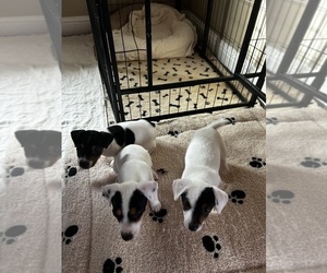 Jack Russell Terrier Puppy for sale in GRASS VALLEY, CA, USA