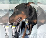 Small #1 Doberman Pinscher