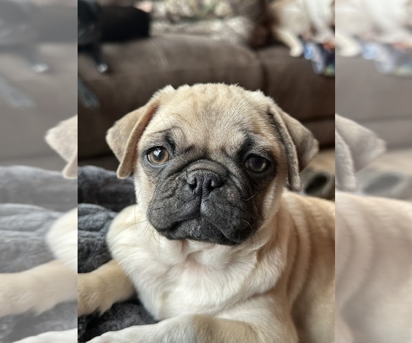 Medium Photo #1 Pug Puppy For Sale in SPRING MILLS, PA, USA