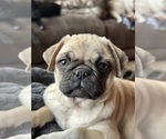 Puppy Fiona Pug