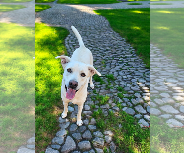 Medium Photo #9 Labrador Retriever Puppy For Sale in McKinney, TX, USA