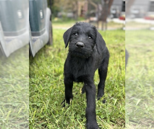 Medium Photo #1 Schnauzer (Giant) Puppy For Sale in AROMAS, CA, USA